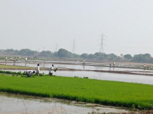 Paddy Transplanting